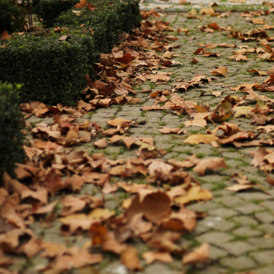 Pourquoi ne pas trop nettoyer son jardin