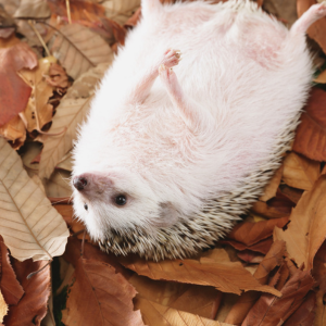 Laisser les hérissons se réchauffer