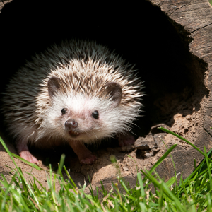 Hérissons & réserves de graisse