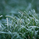 10 plantations à faire avant les premières gelées