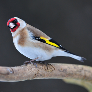 Chardonneret élégant