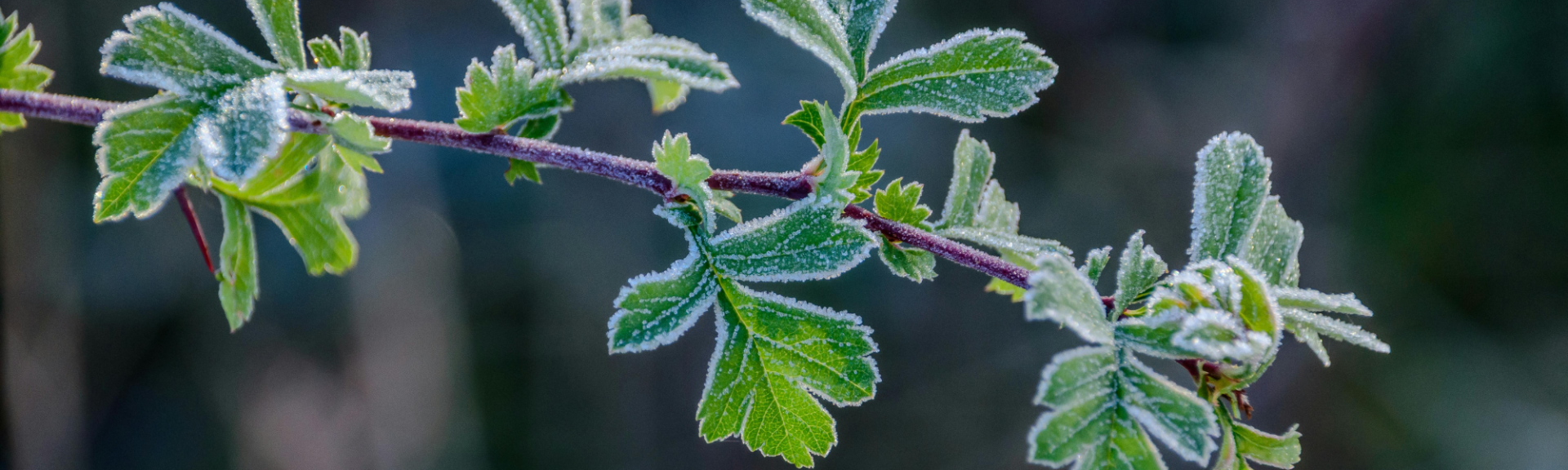 Comment bien protéger ses plantes du gel