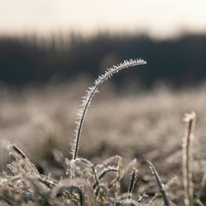 Différencier le gel du givre