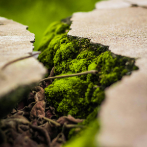 La microflore et microfaune