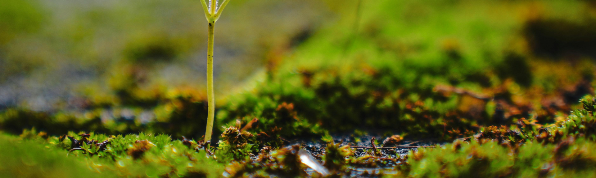 La vie du sol tout ce qu'il faut savoir