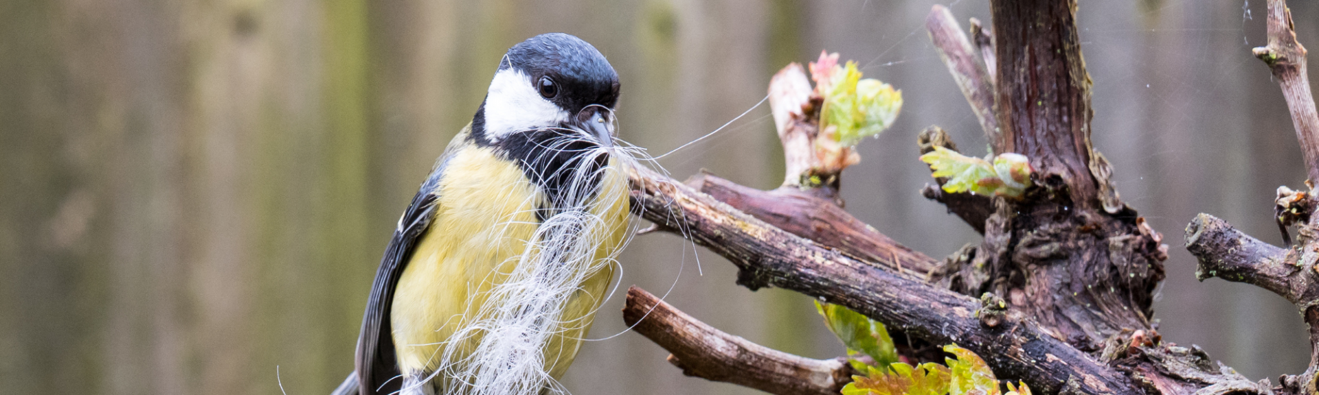 Les oiseaux du jardin en hiver comment les aider