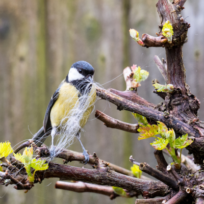 Les oiseaux du jardin en hiver comment les aider !