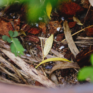 L'étape thermophile