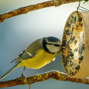 Protégez vos visiteurs ailés