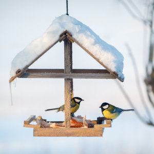 Quelle mangeoire choisir ?