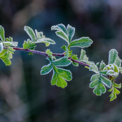 comment bien protéger ses plantes du gel