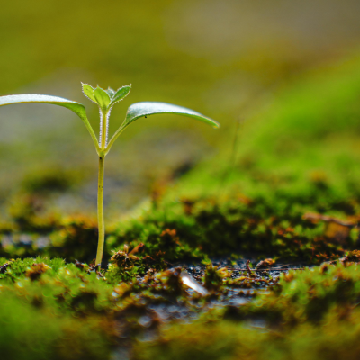 la vie du sol, tout ce qu'il faut savoir