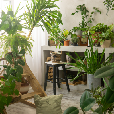 Comment les plantes sont devenus des objets de décoration incontournables