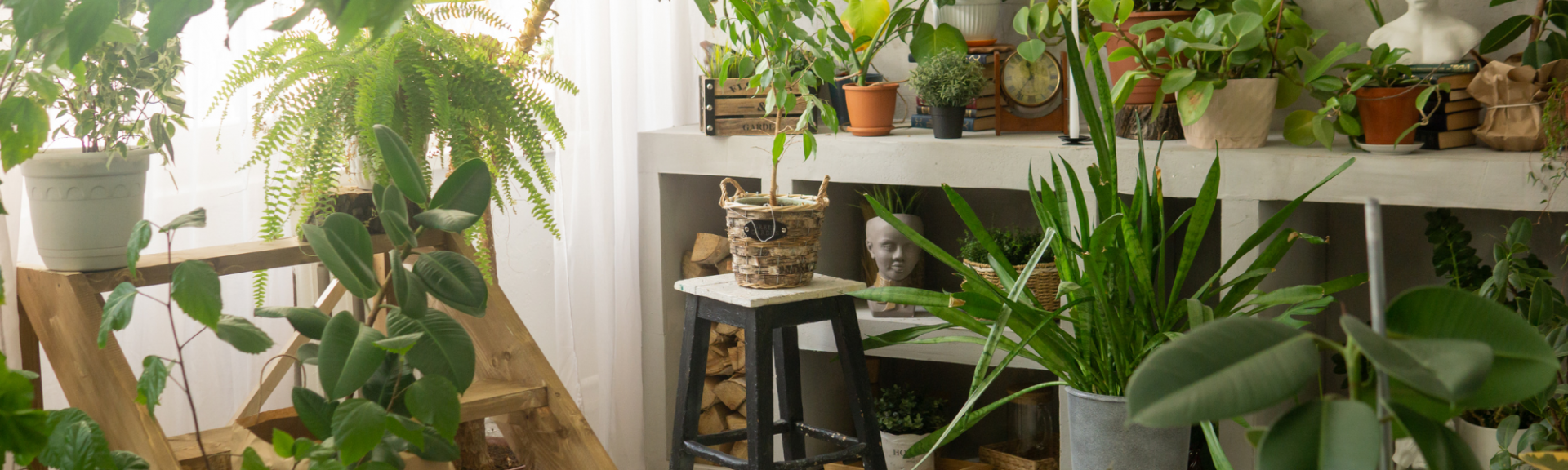 Comment les plantes sont devenus des objets de décoration incontournables