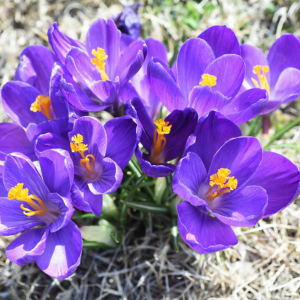 Crocus