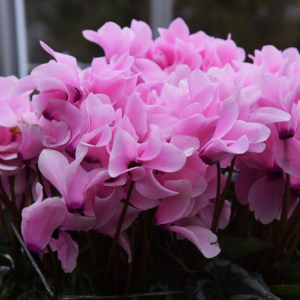 Cyclamen Coum