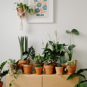 La plante verte, nouvel eldorado des urbains