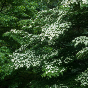 La tendance déco végétale pour 2026