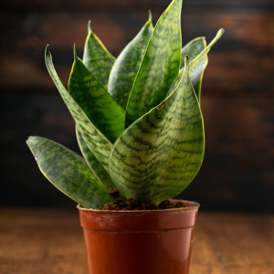 Sanseveria (langue de belle mère)