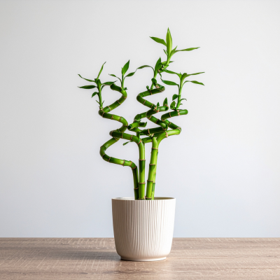 Les plantes porte-bonheur pour commencer l'année