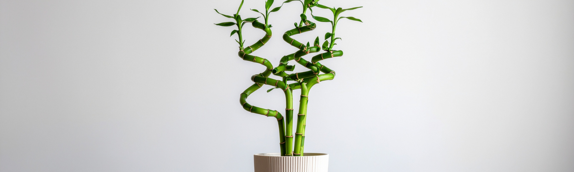 Les plantes porte-bonheur pour commencer l'année