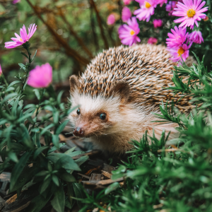 L'hérisson, un animal très menacé