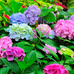 L'hortensia, la couleur est dans le sol