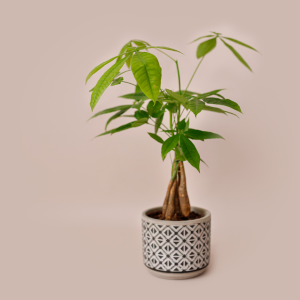 Pachira_aquatica_canva