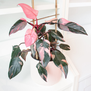 Philodendron Pink Princess