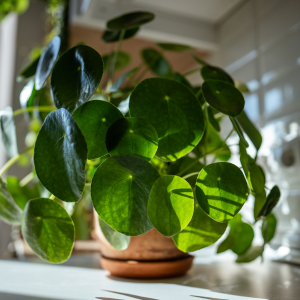 Plante à monnaie chinoise