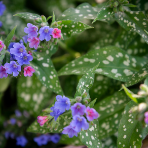 Pulmonaire officinale