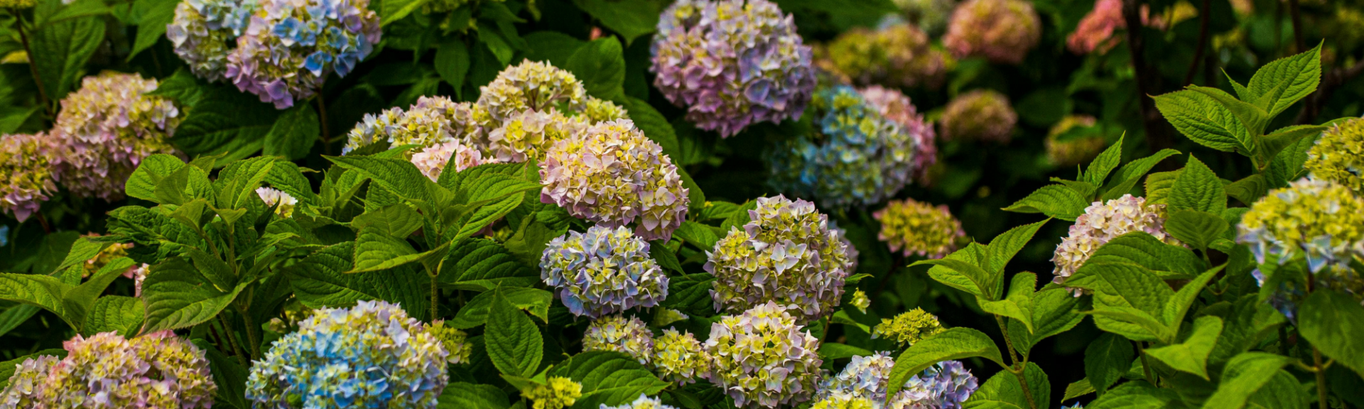 arbustes d'hortensias