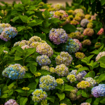 fleurs qui changent de couleur