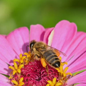 Une reproduction maîtrisée grâce au changement de couleur.