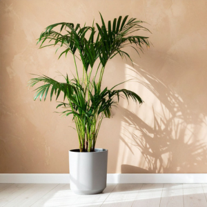 Plante areca