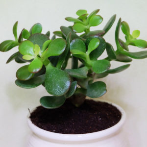 Crassula Ovata (arbre de Jade)