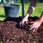 Protéger vos plantes du froid le guide du paillage idéal pour l'hiver