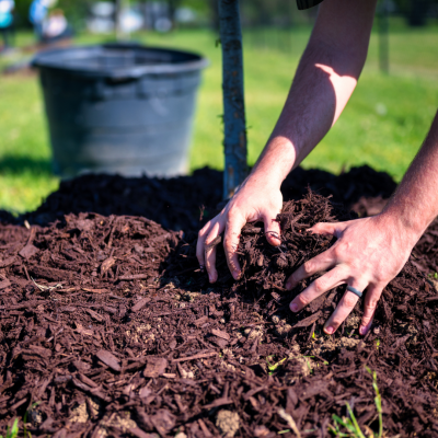 Protéger vos plantes du froid le guide du paillage idéal pour l'hiver