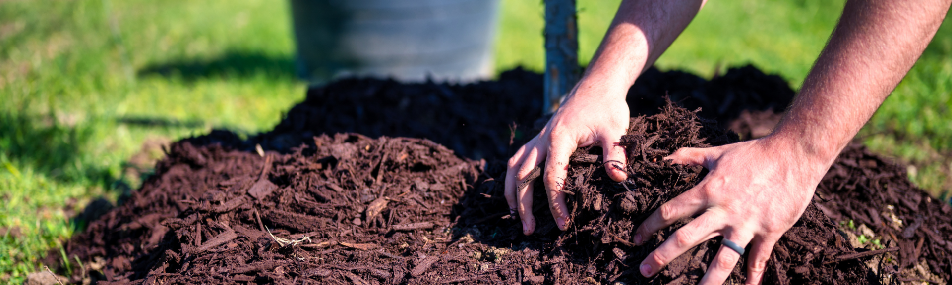 Protéger vos plantes du froid le guide du paillage idéal pour l'hiver