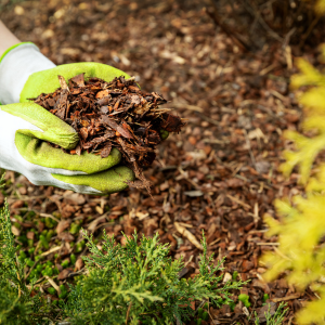 Ralentit la croissance des mauvaises herbes