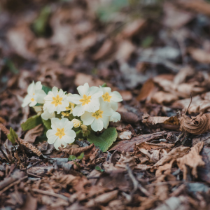 Réduction de l'érosion