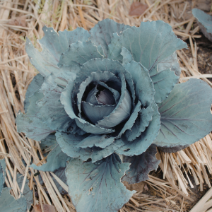 De la paille pour pailler