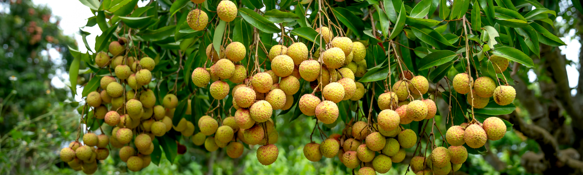 photo de fruits d'un arbre fruitiers