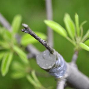 greffe arbre fruitier