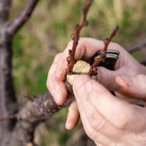 greffe arbre fruitier
