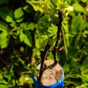 Photo d'un porte-greffe