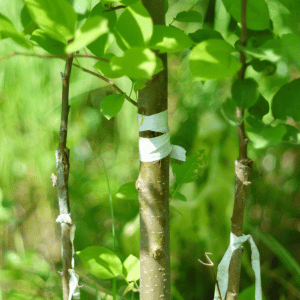 Soins à une plante après une greffe