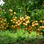 Photo de fruits ronds d'un arbre fruitier