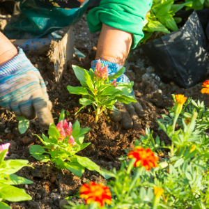 Planter à la bonne période