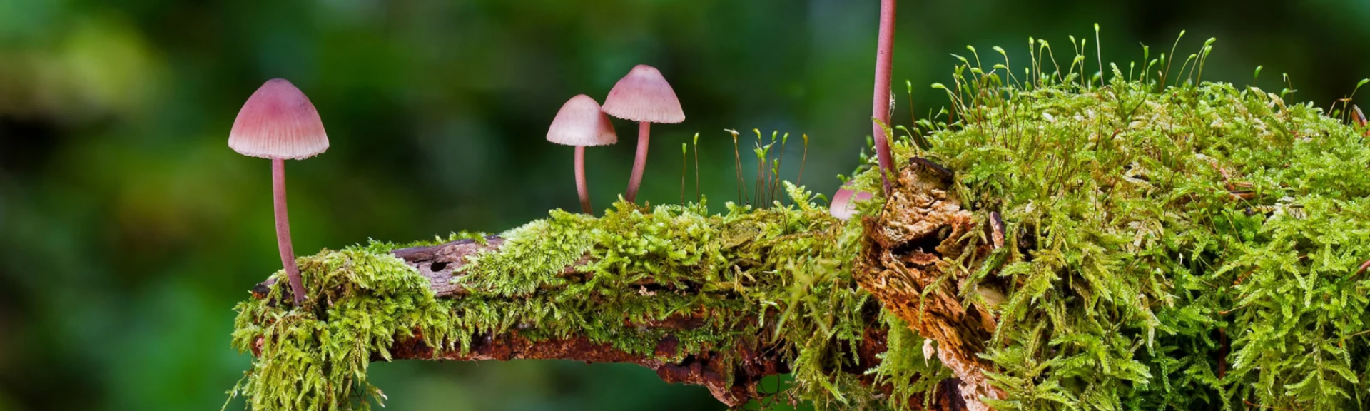 Champignons et mousse dans un jardin